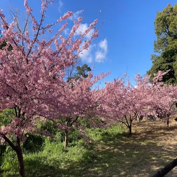 教育コラム#5_「桜梅桃李」咲くのはどの順番？｜関西創価小学校