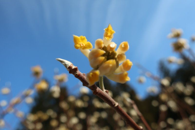 花は黄色い