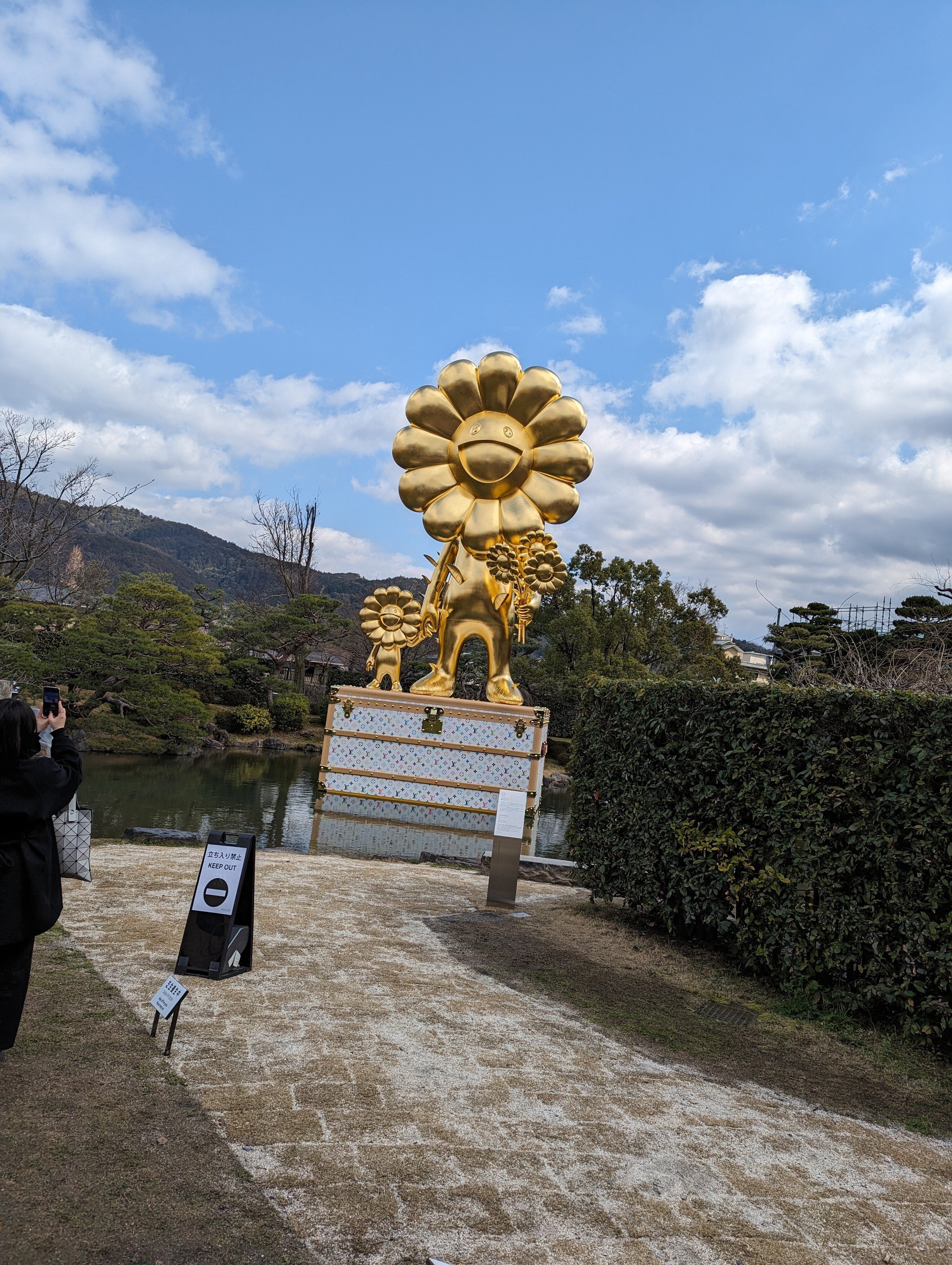 幸運をもたらす美しい植物、アダムの肋骨 肋骨牡丹綴化Gymnocalycium friedrichii LB2178 f. cristata 兩年前