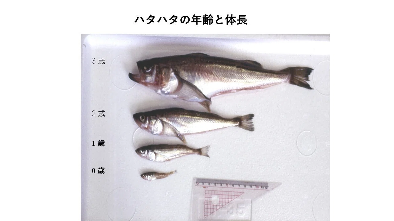 ここが問題！ 新しい水産資源の管理 第9章 秋田県のハタハタ資源の