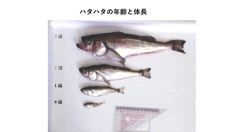 ここが問題! 新しい水産資源の管理 第9章 秋田県のハタハタ資源の変動と管理|櫻本和美