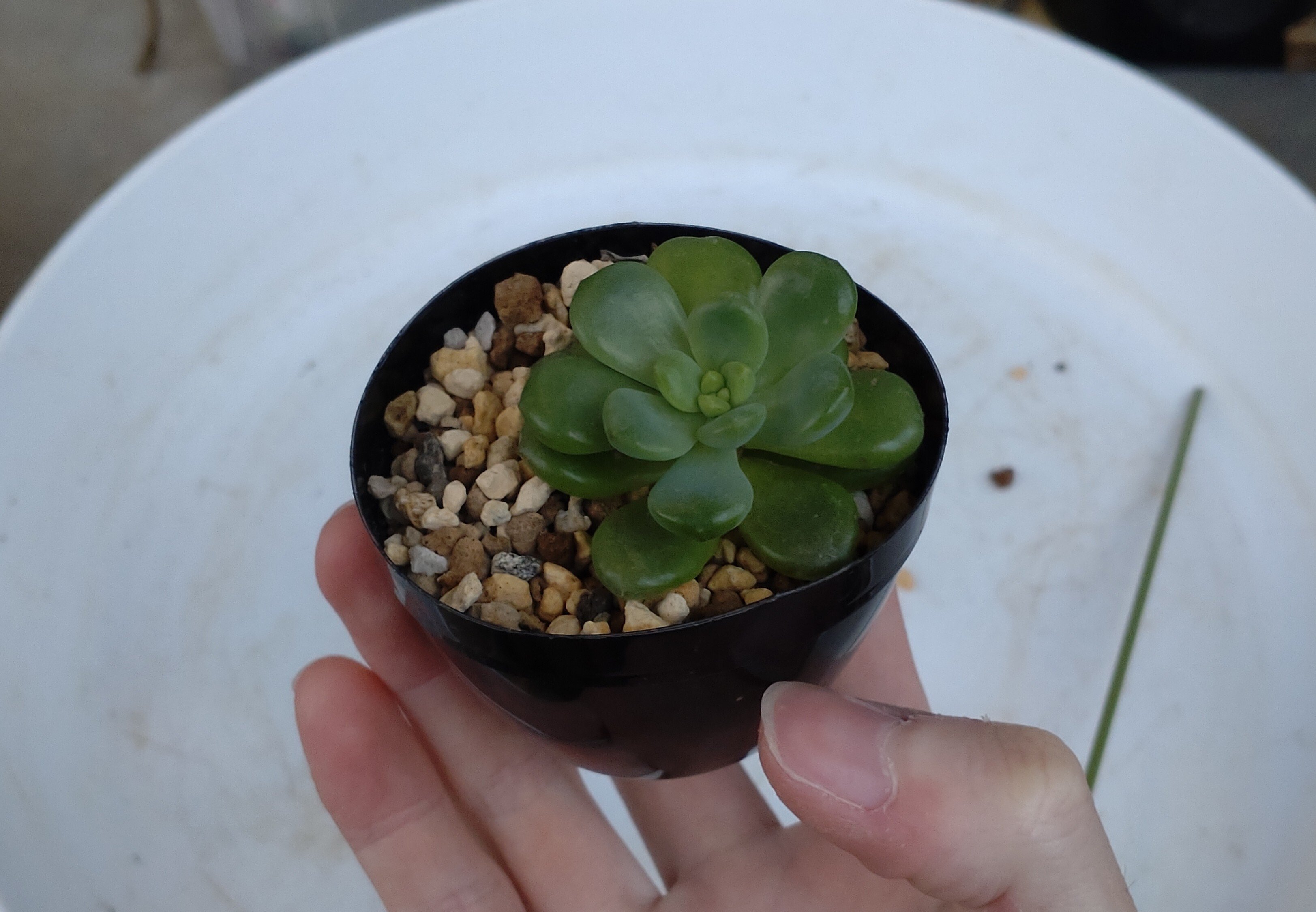 多肉植物の葉挿しのやり方｜ヒユウUUUU