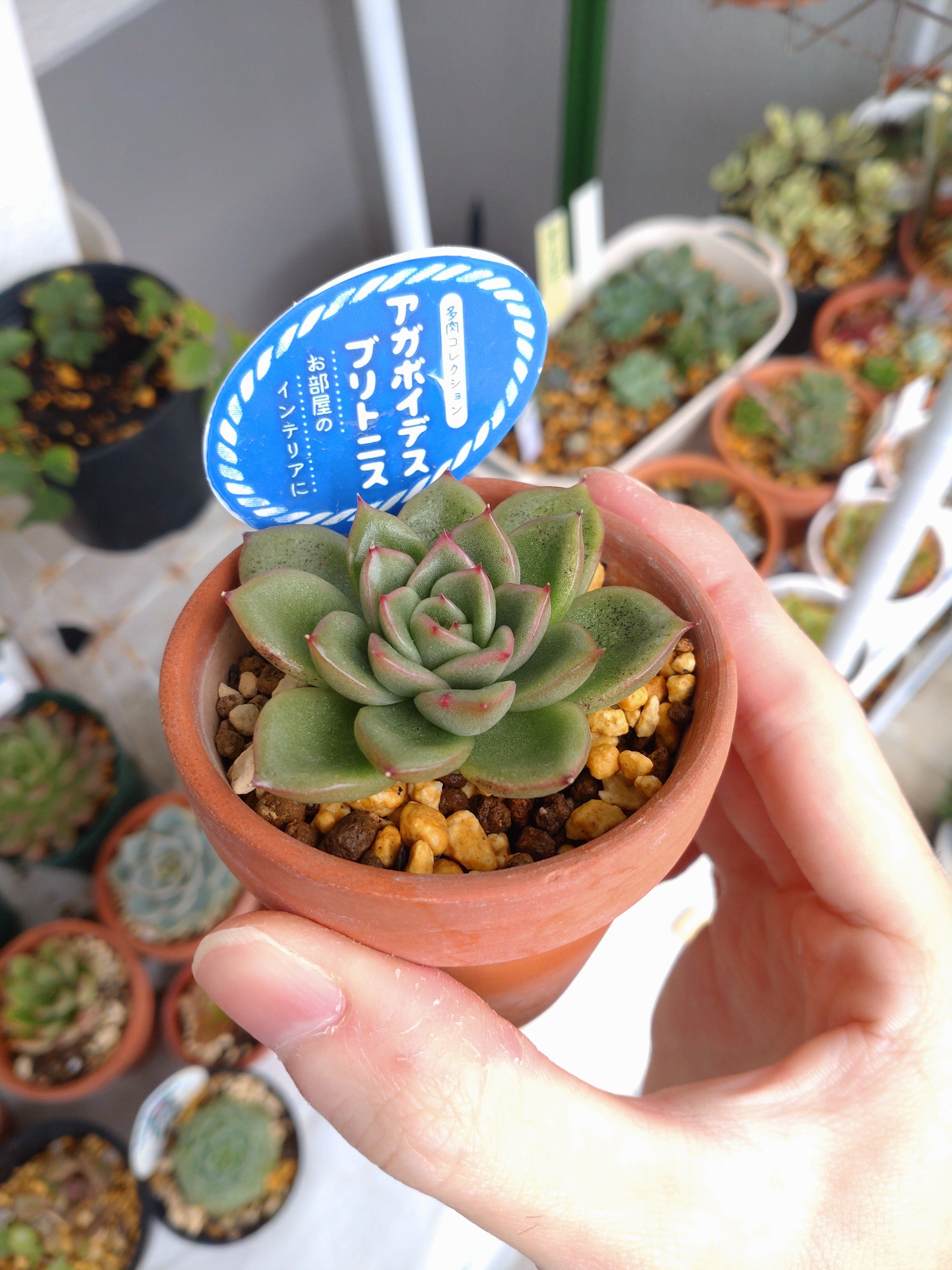 15%OFF多肉植物☆エケベリア「葉挿し3種セット」❊LED管理中 多肉植物の葉挿しのやり方｜ヒユウUUUU