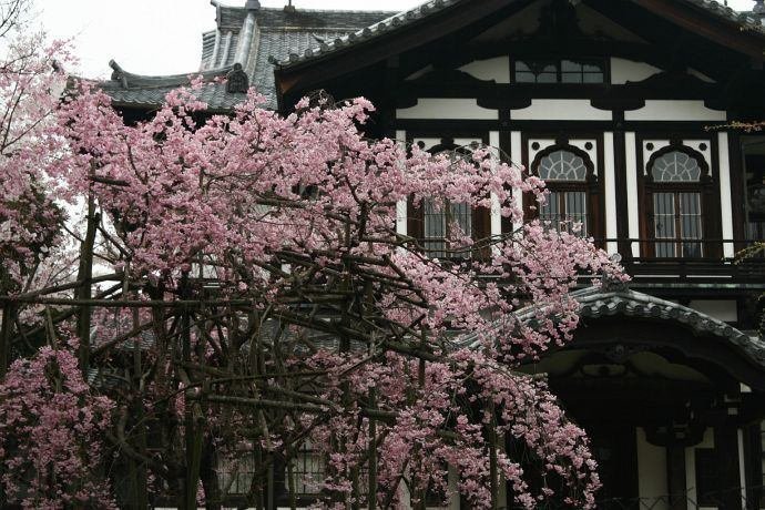 奈良の桜 満開の桜だけじゃない 奈良県で撮られた1枚に「泣きそうになっ