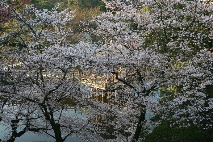 桜暦9＞奈良公園の桜｜清愁