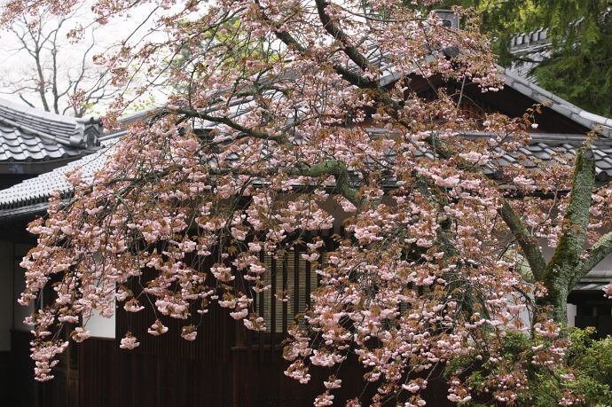 桜暦9＞奈良公園の桜｜清愁
