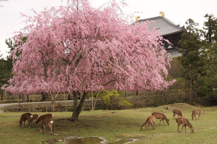 桜暦9＞奈良公園の桜｜清愁