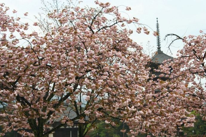 奈良の桜 奈良県「桜」撮影スポット | 一本桜 枝垂桜 古桜 桜名所の特集
