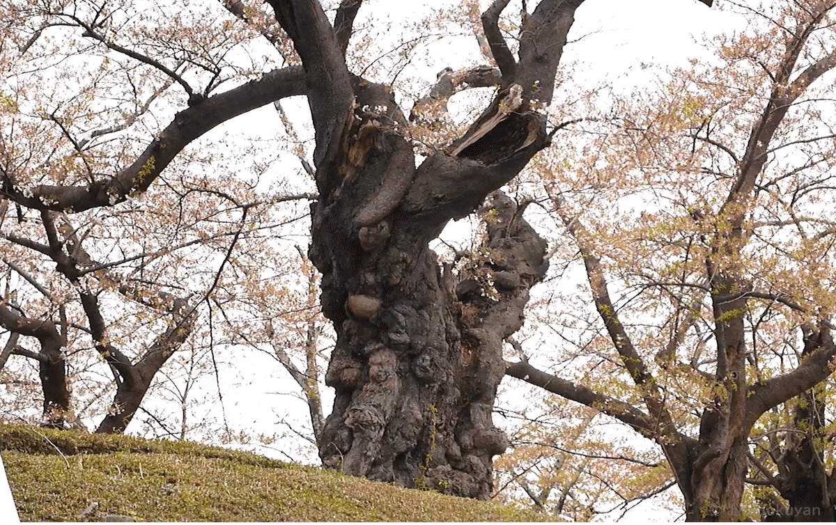 植物を訪ねてShort ～日本最古級の染井吉野～｜じゅもくやん