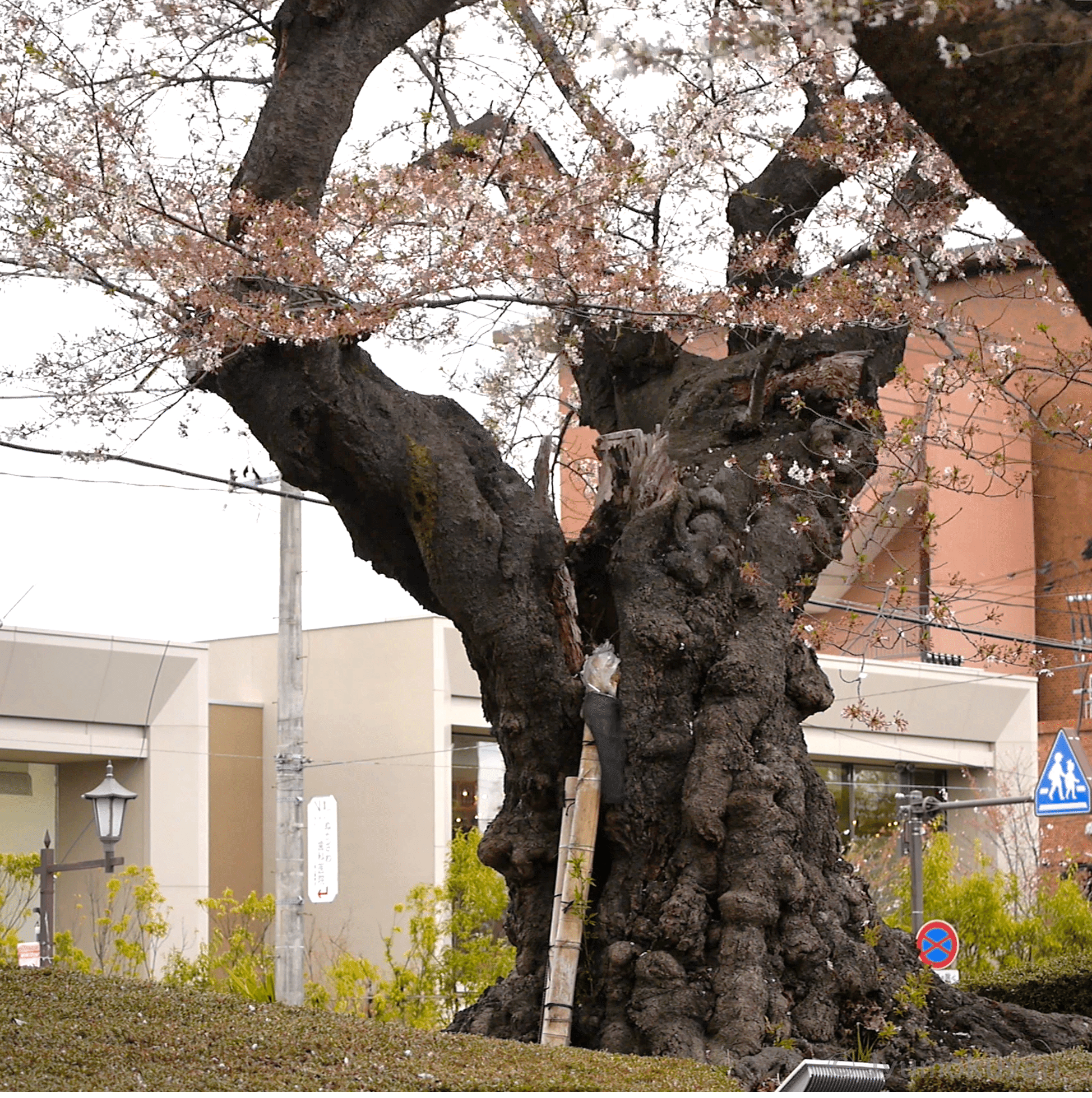 ソメイシヨシノ 樹齢16年 大型成木 約5m植木☆引取限定 桜 蕾多数