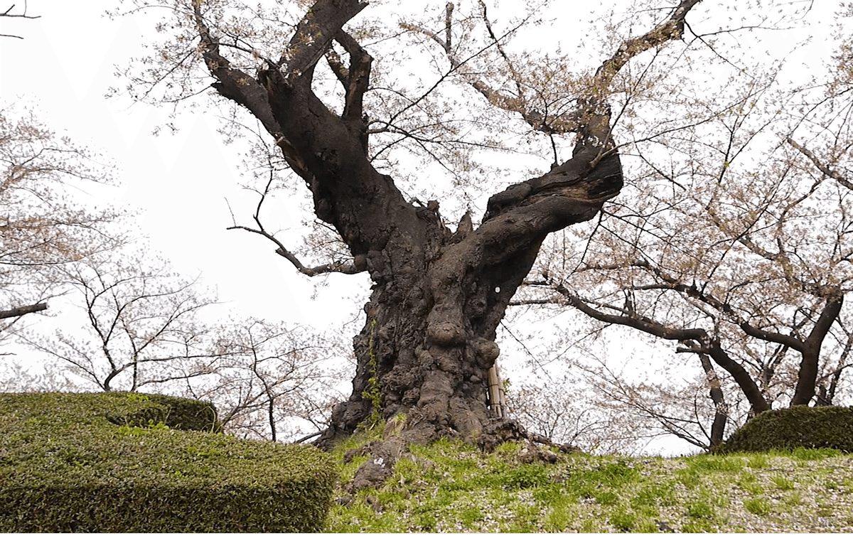植物を訪ねてShort ～日本最古級の染井吉野～｜じゅもくやん
