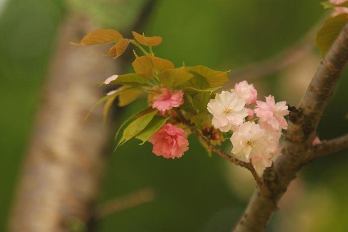 奈良の桜 満開の桜だけじゃない 奈良県で撮られた1枚に「泣きそうになっ