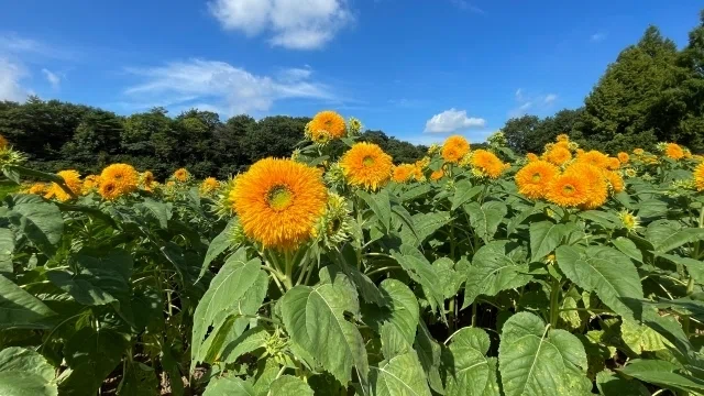 夏の花のある風景|金沢昌代