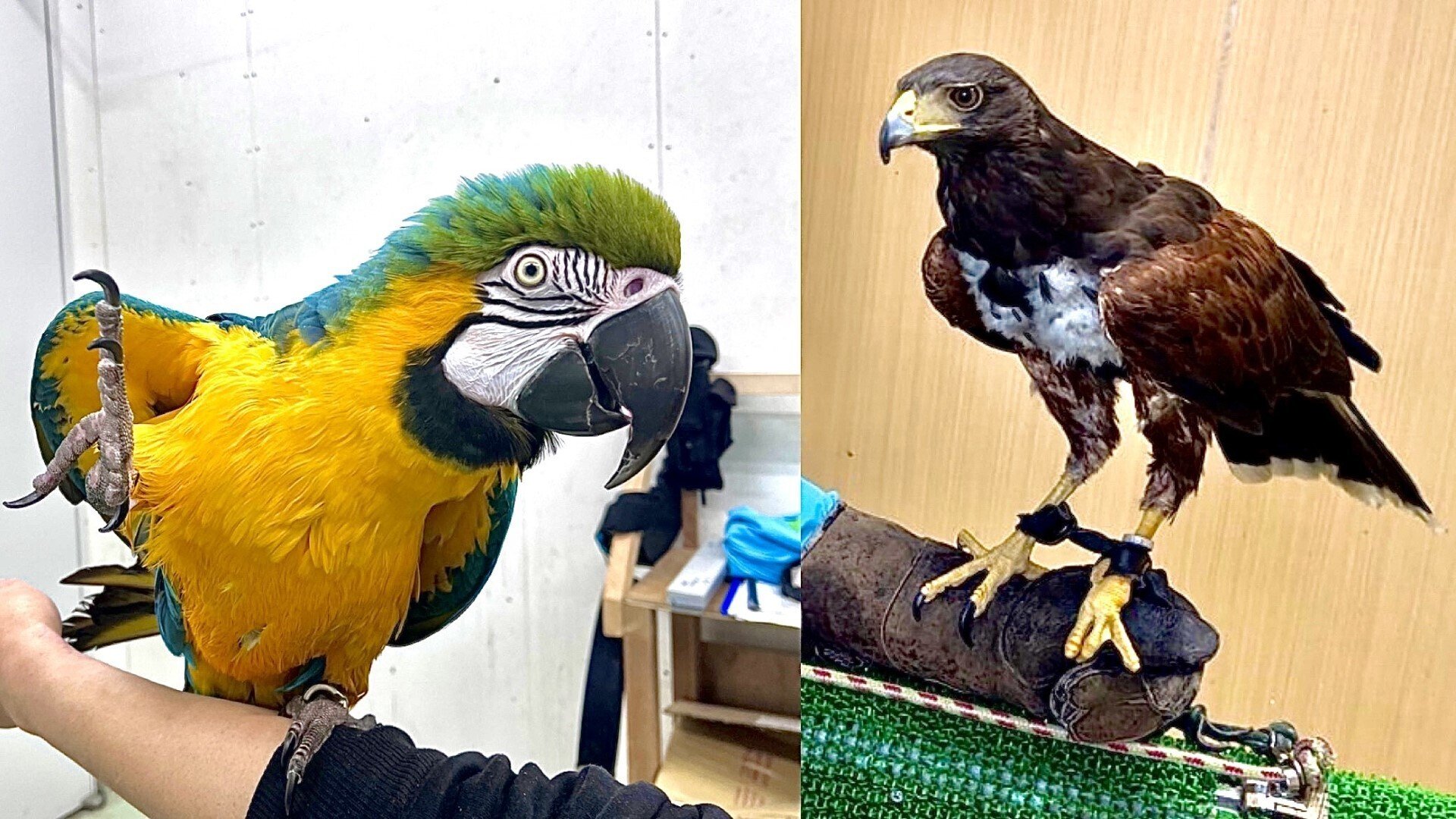 金剛インコ インコと猛禽類｜仙台うみの杜水族館