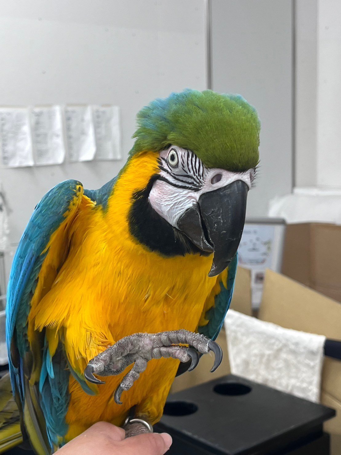 インコと猛禽類｜仙台うみの杜水族館