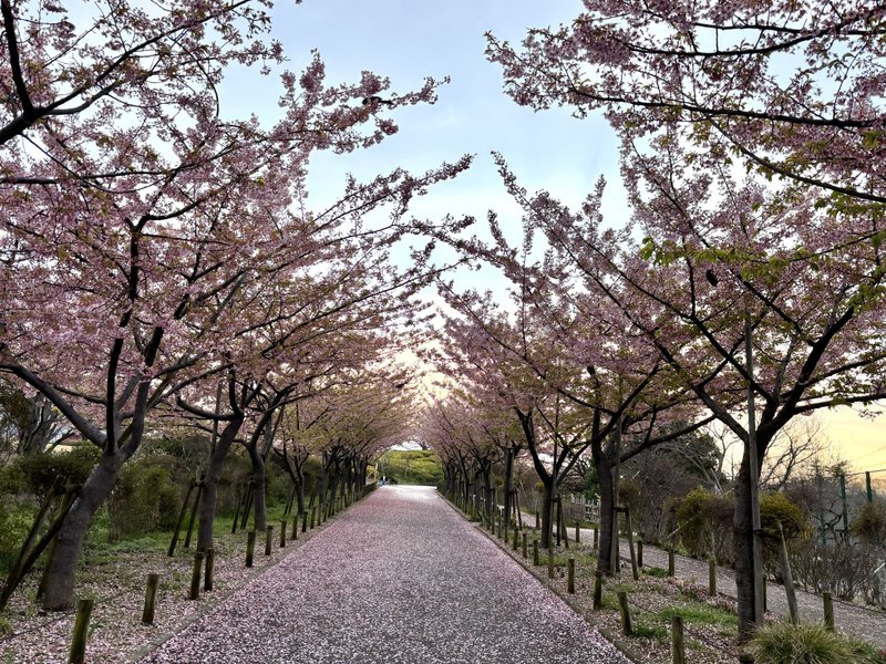 葉桜になりきる前の河津桜並木、小枝から小枝に花の蜜を求めて移動する小鳥たちが羽ばたくたびにピンク色の花びらがはらはらと落ちゆく