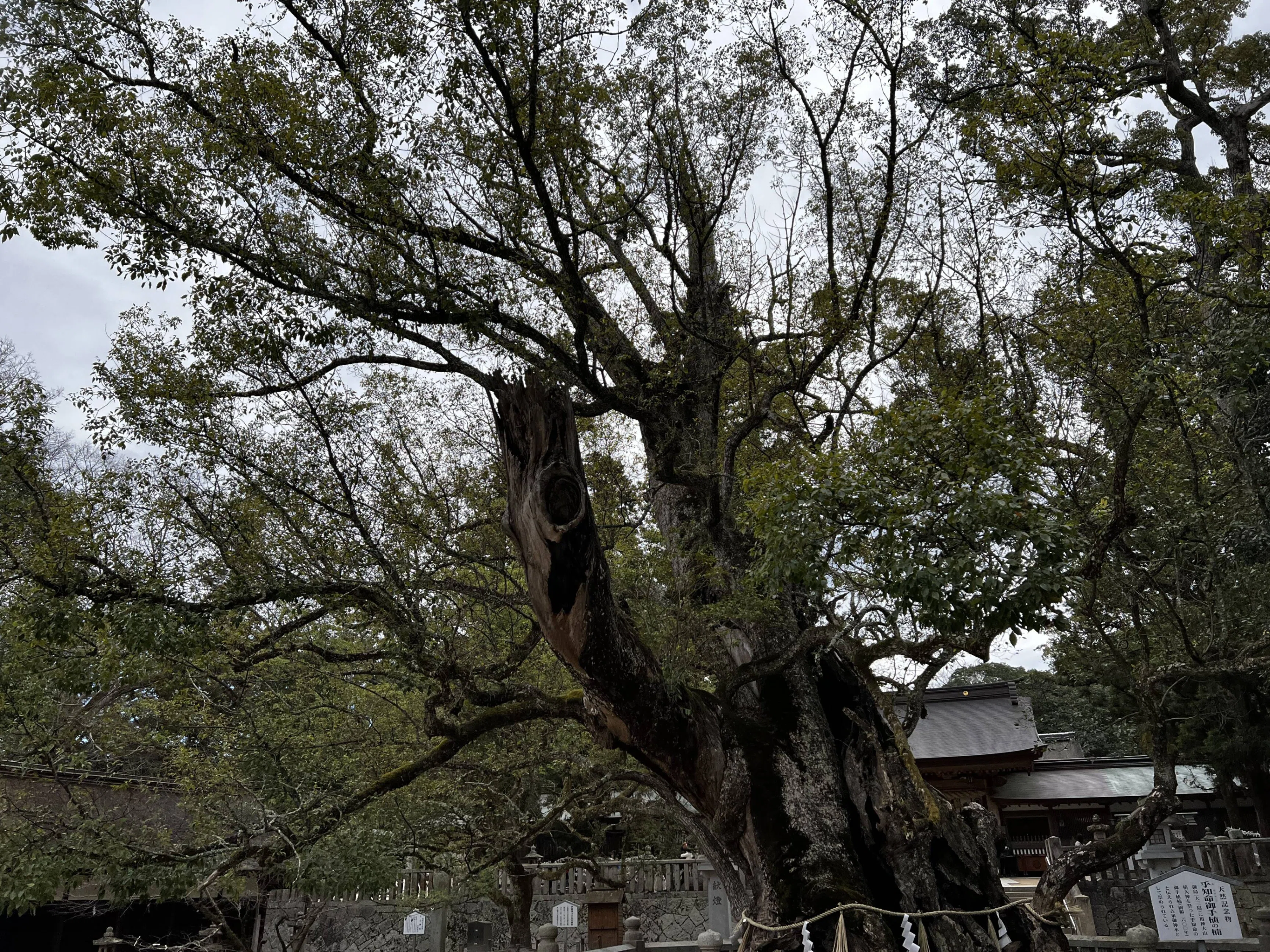 愛媛県の隠れた名所、乎知命御手植の楠を訪れよう｜リブログ公式｜地域