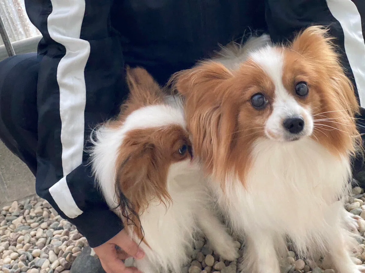繁殖引退犬 里親募集 パピヨンブリーダー直接譲渡 高知県｜ペットの 