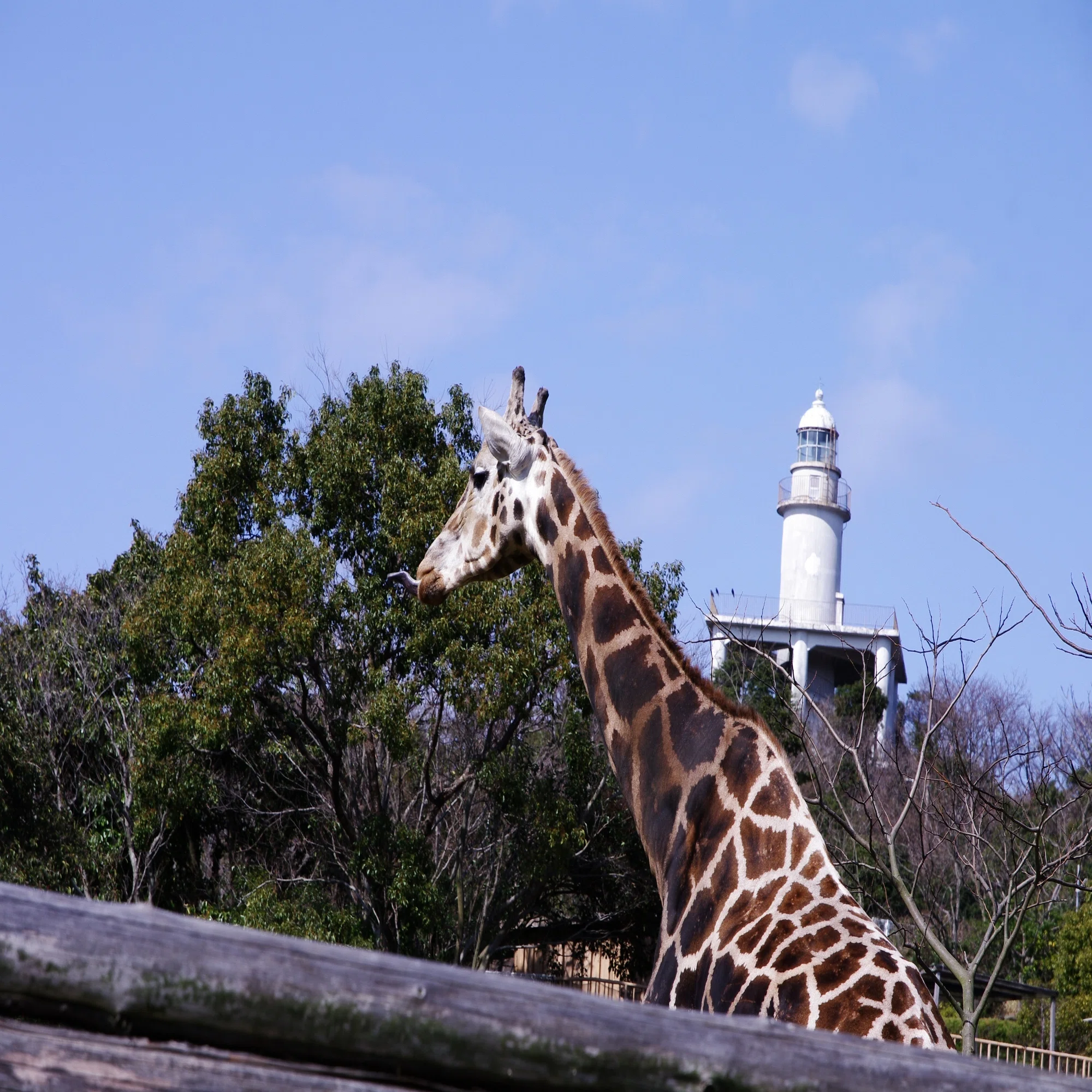 みさき公園の思い出 - 結晶化の結果として｜600万画素の男