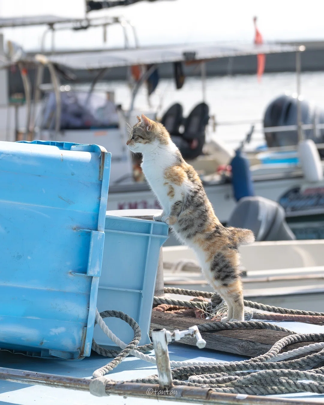 猫なのにぜんぜん猫背じゃない！漁港で背筋をピンと伸ばした猫ちゃん