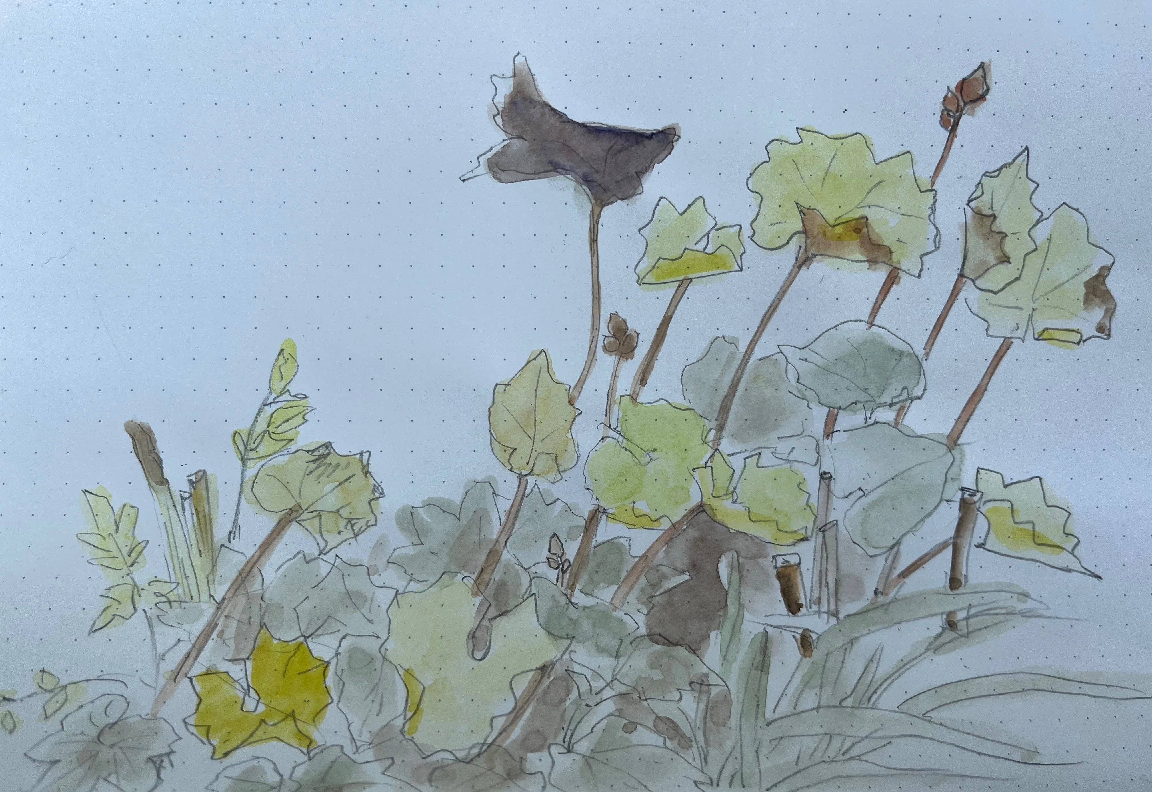 庭での植物スケッチ｜toti