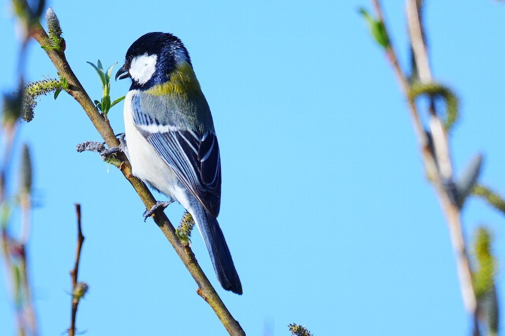 シジュウカラのプロポーズ