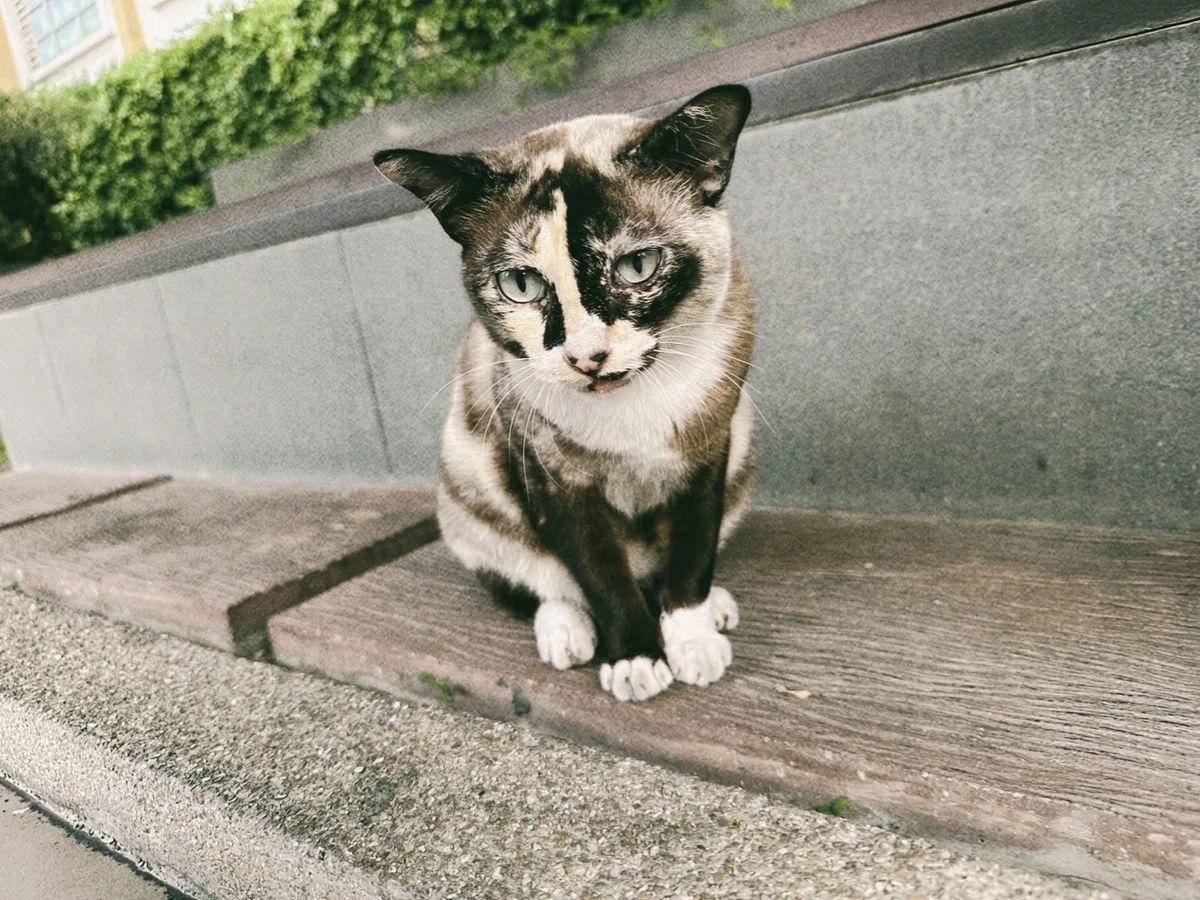 庭に現れるネコ