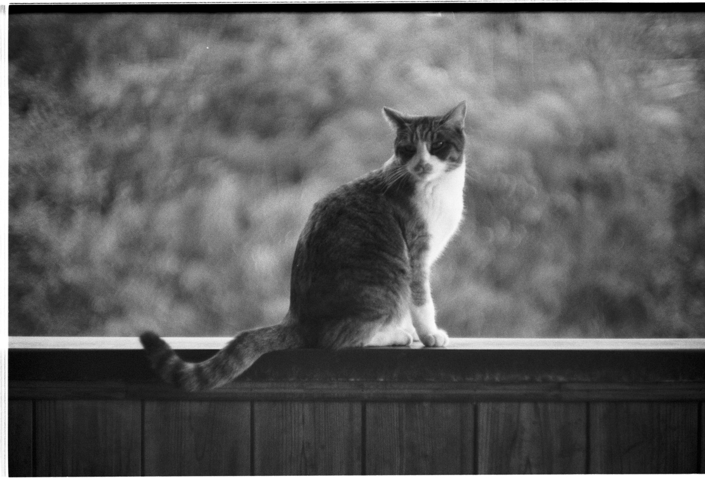 【ライカ】ズマリット 50mm F1.5 【L39】作例あり 作例】ズマリット50mm F1.5を買ってみた。【オールドレンズ