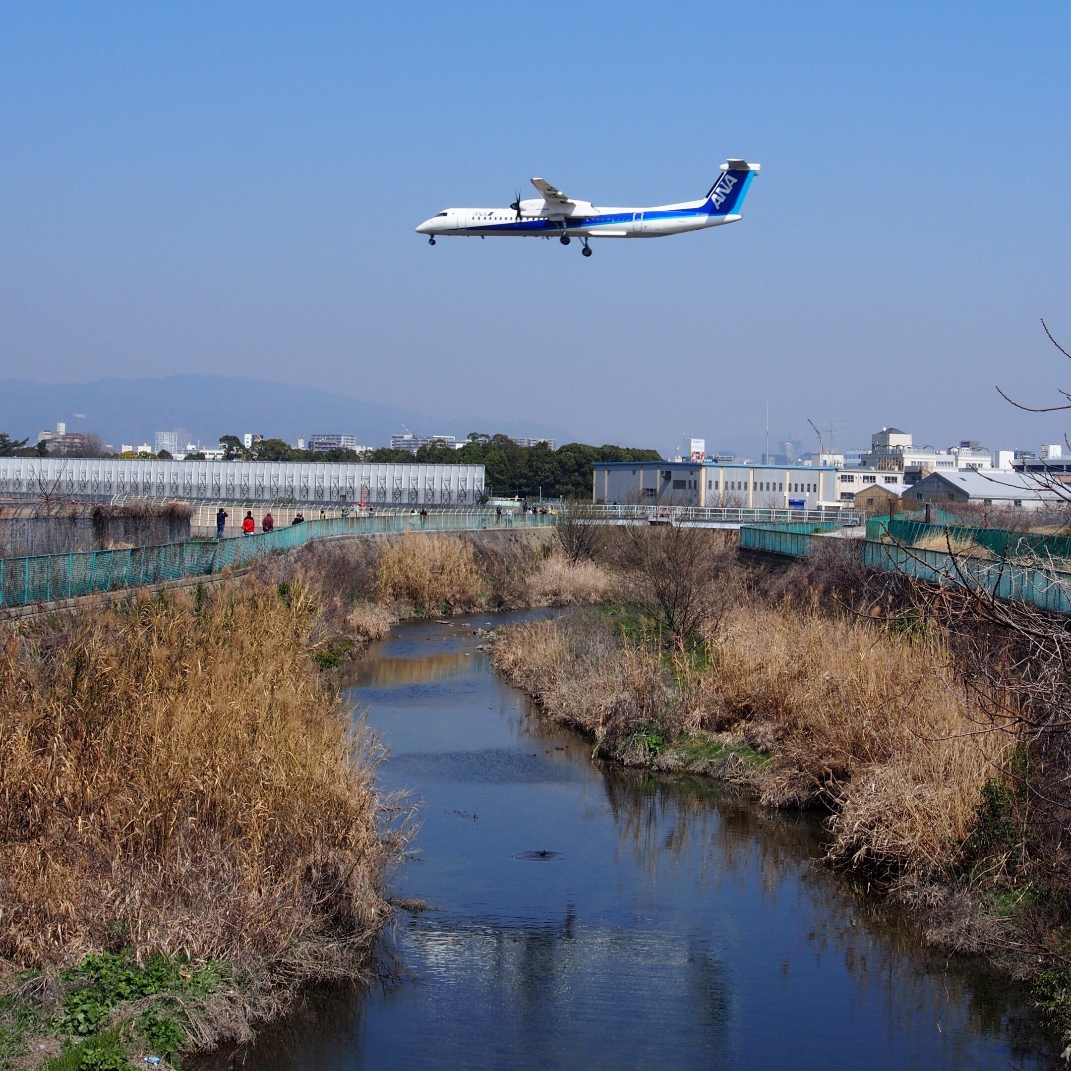 豊中市 緑化樹木見本園2024年3月15日【早咲き桜と飛行機】｜レタス