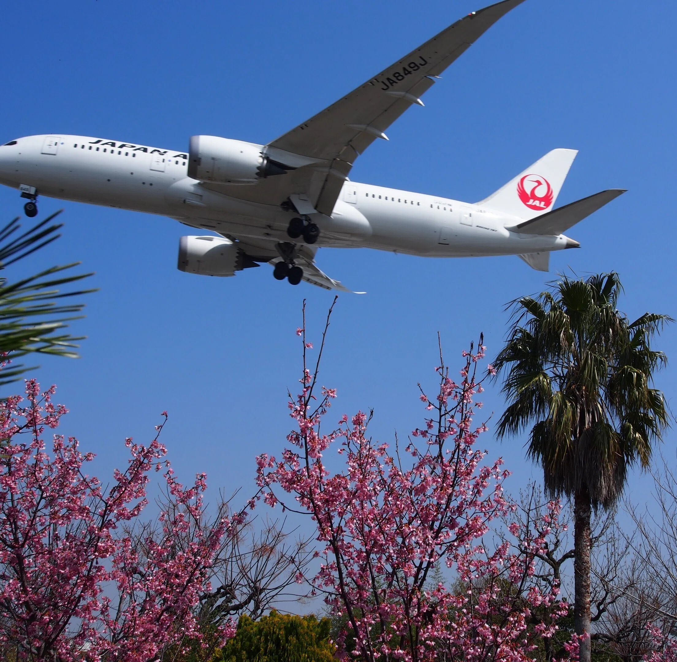 豊中市 緑化樹木見本園2024年3月15日【早咲き桜と飛行機】｜レタス