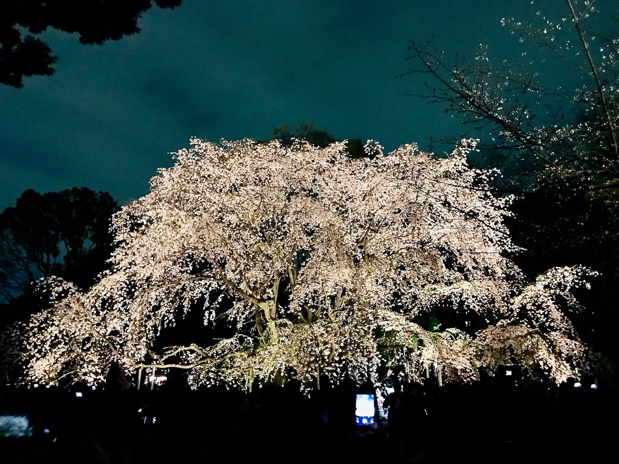 しだれ桜に酔いしれる｜【六義園】｜Tomo＠旅と美食の探求Life