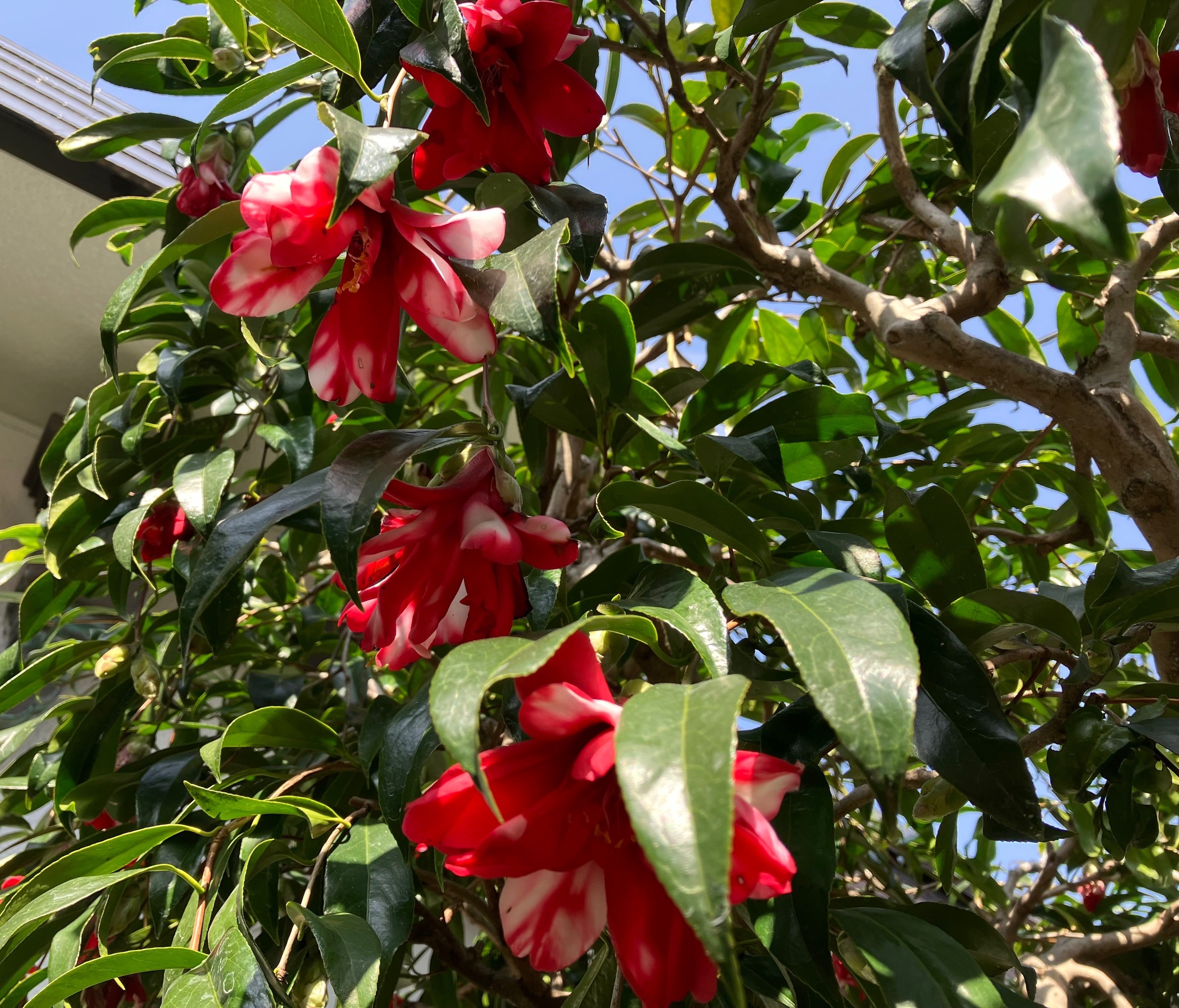 孔雀椿が咲き始めました🌺｜西野圭果♡