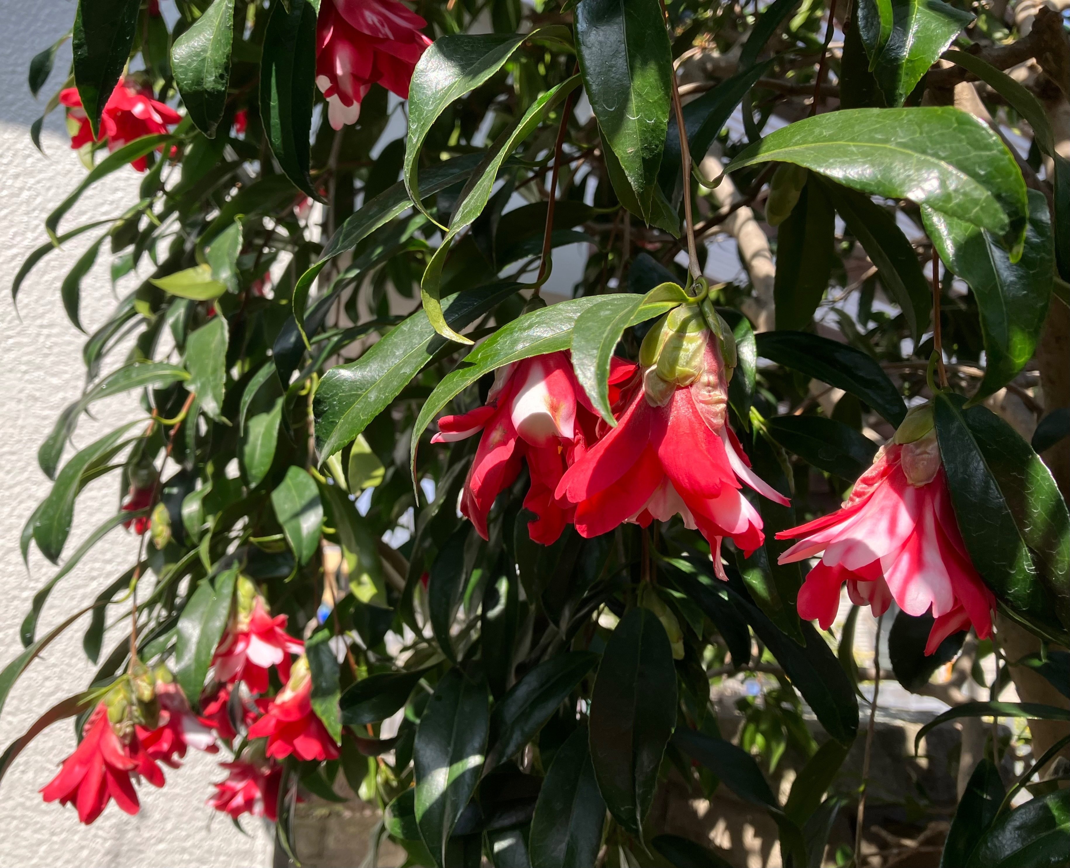 星孔雀　椿 孔雀椿が咲き始めました🌺｜西野圭果♡
