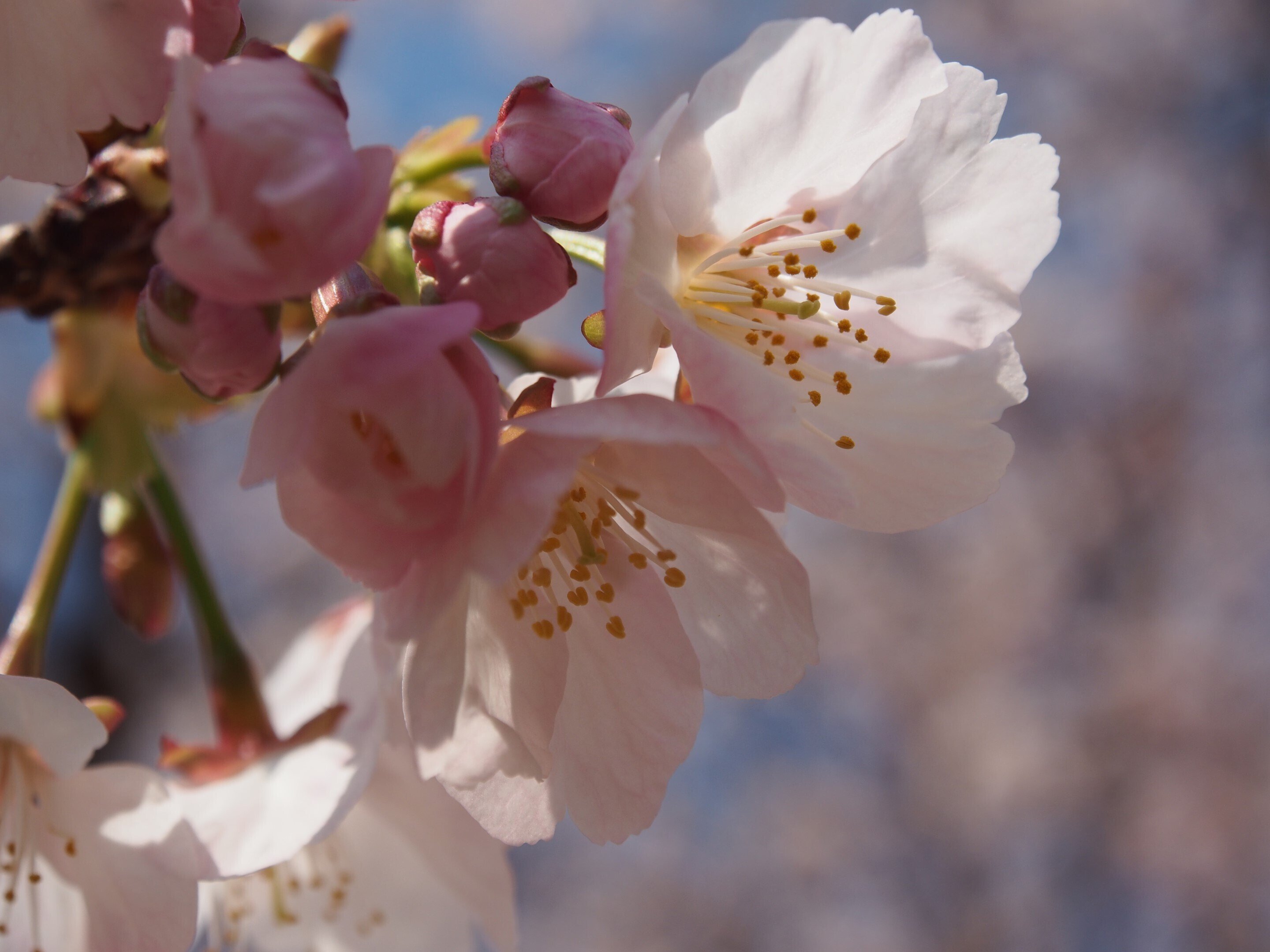 運気アップ】MI 3希少！ブラック桜瑪瑙スフィア⭐️夜桜⭐️台座