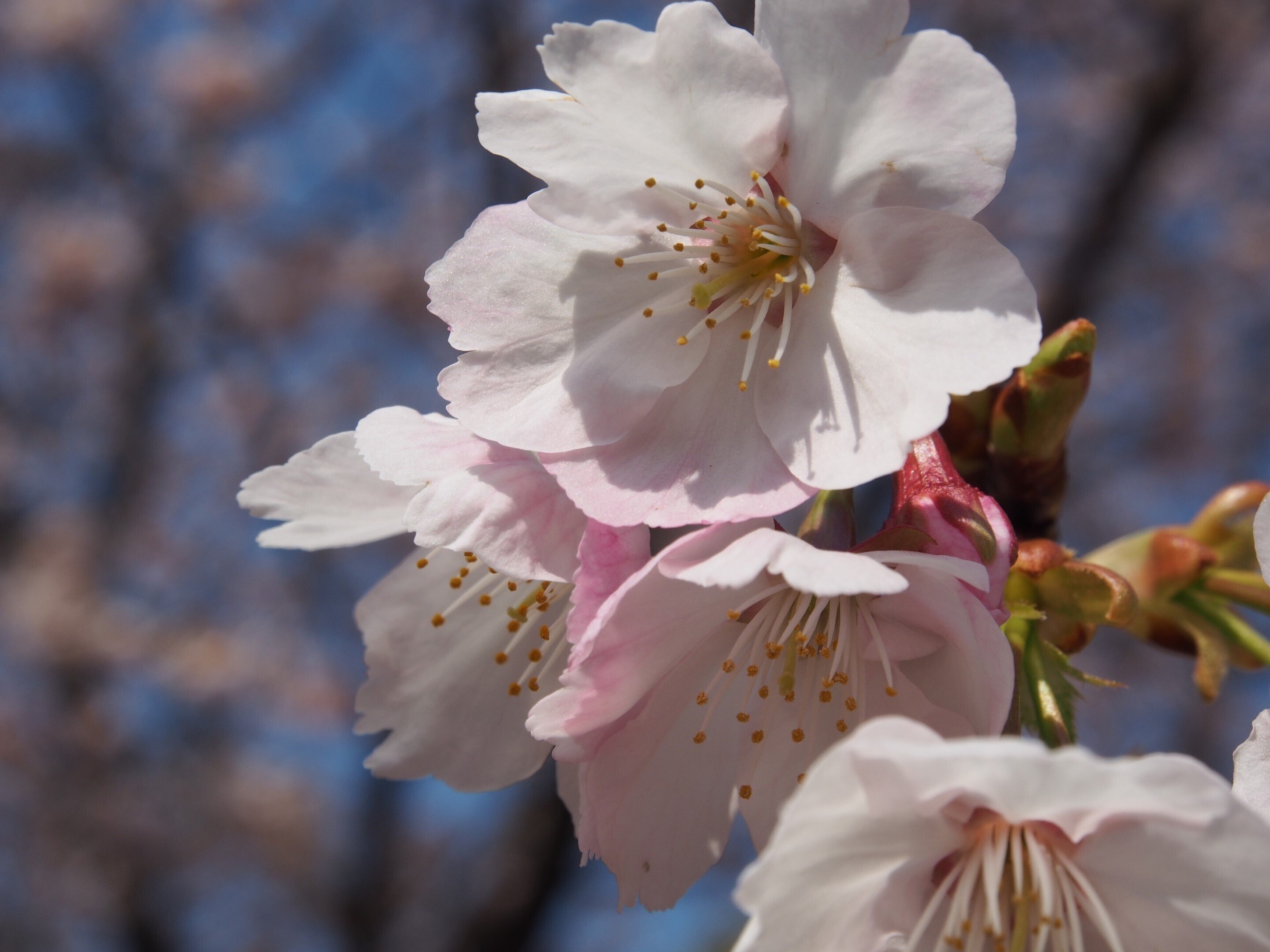尼崎市 猪名川公園2024年3月15日, 22日【早咲き桜】｜レタス