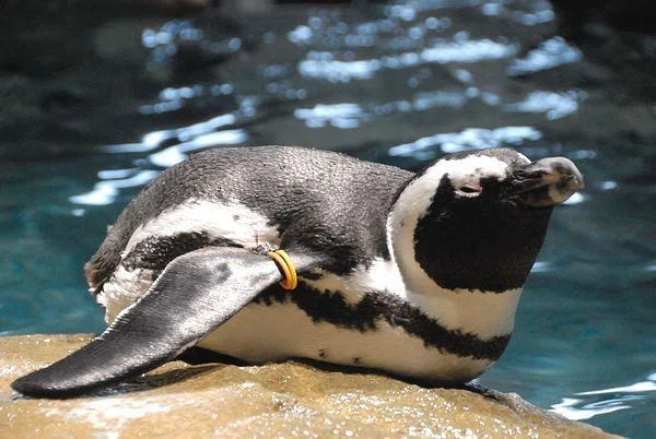ケープペンギンの写真集｜M_ayumi