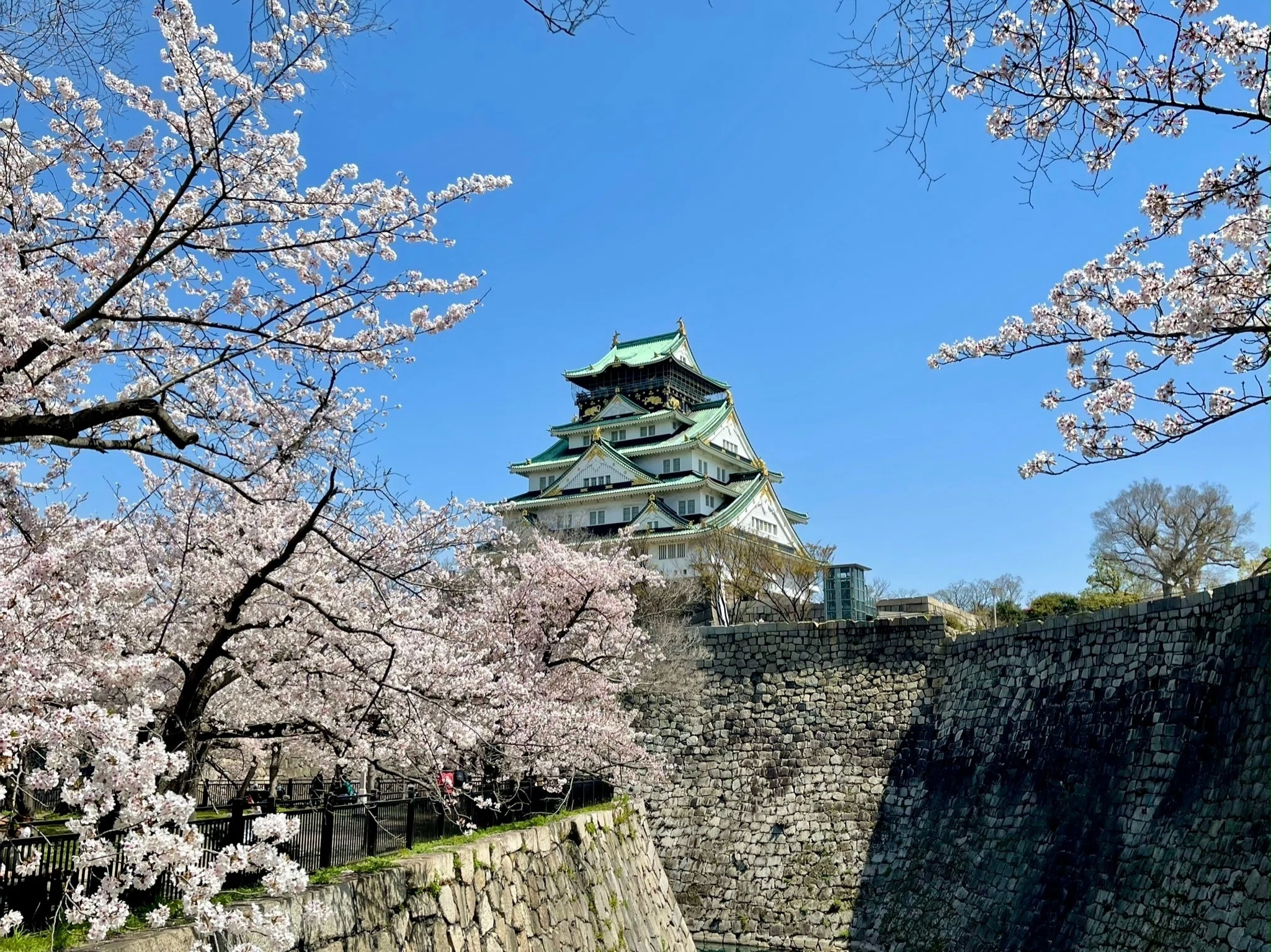 三千本の桜が彩る｜【大阪城】｜Tomo＠旅と美食の探求Life