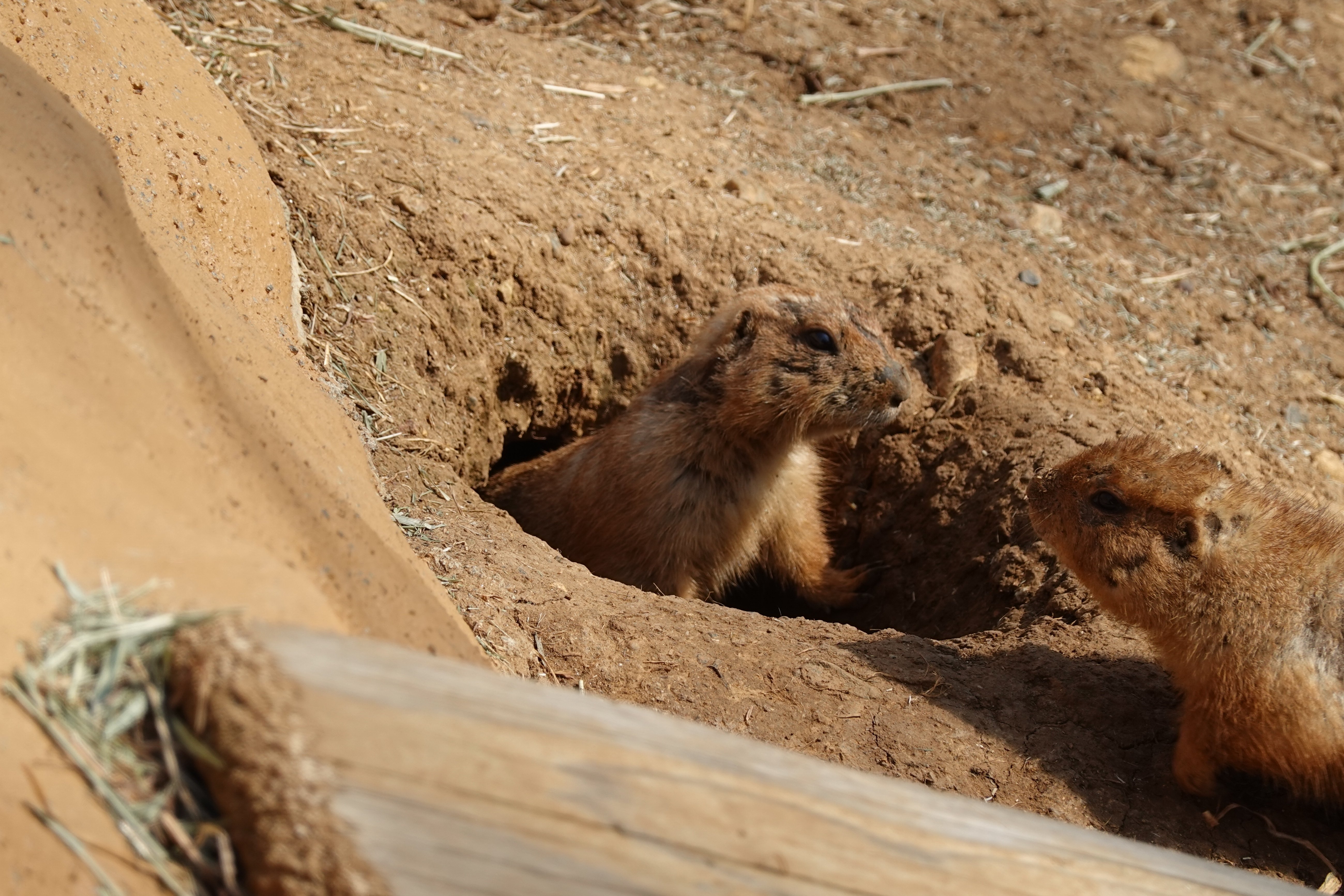 動物と共に…… ノルケインと野生動物保護活動家のコラボレーションモデル