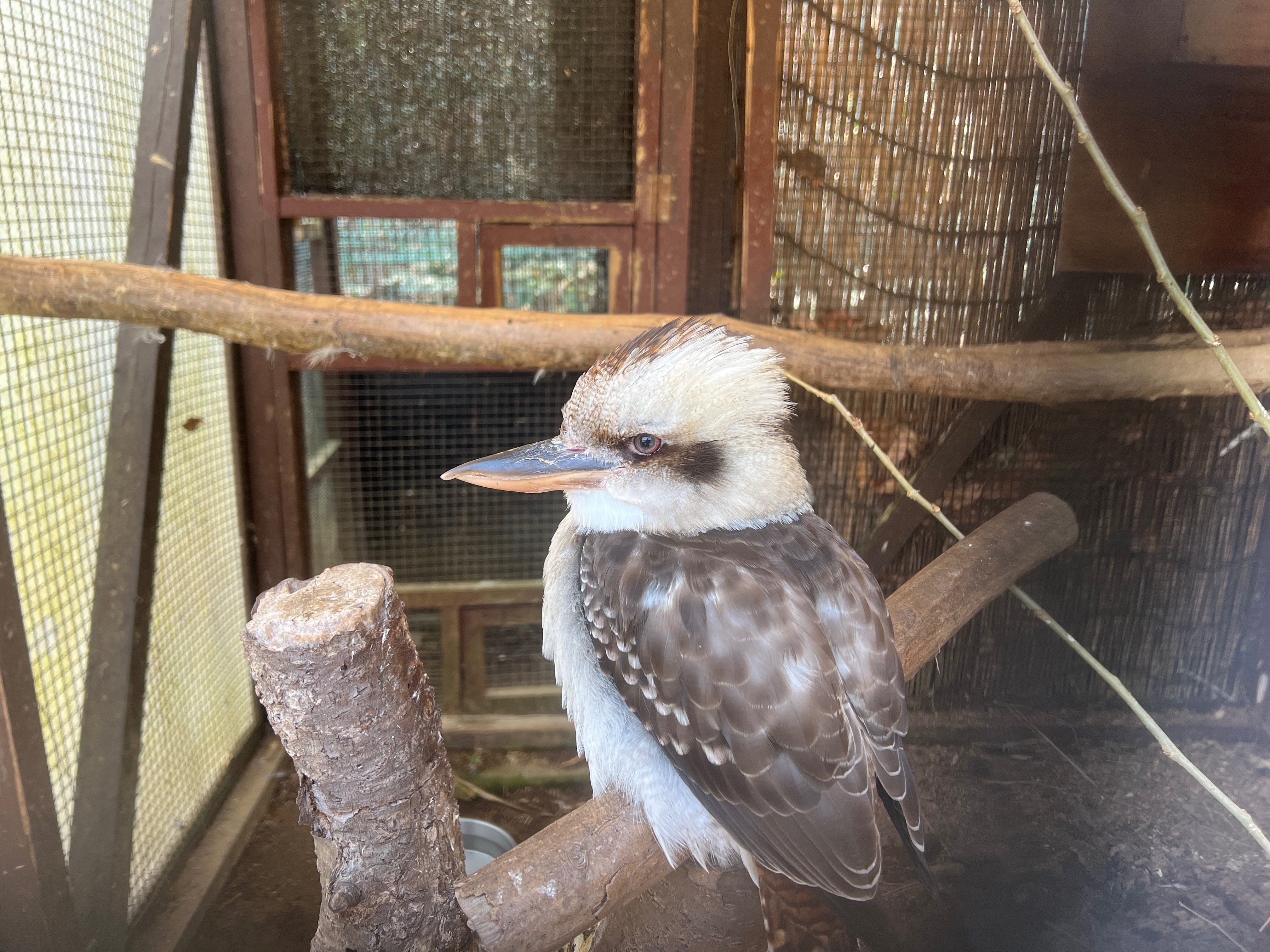 動物と共に…… ノルケインと野生動物保護活動家のコラボレーションモデル