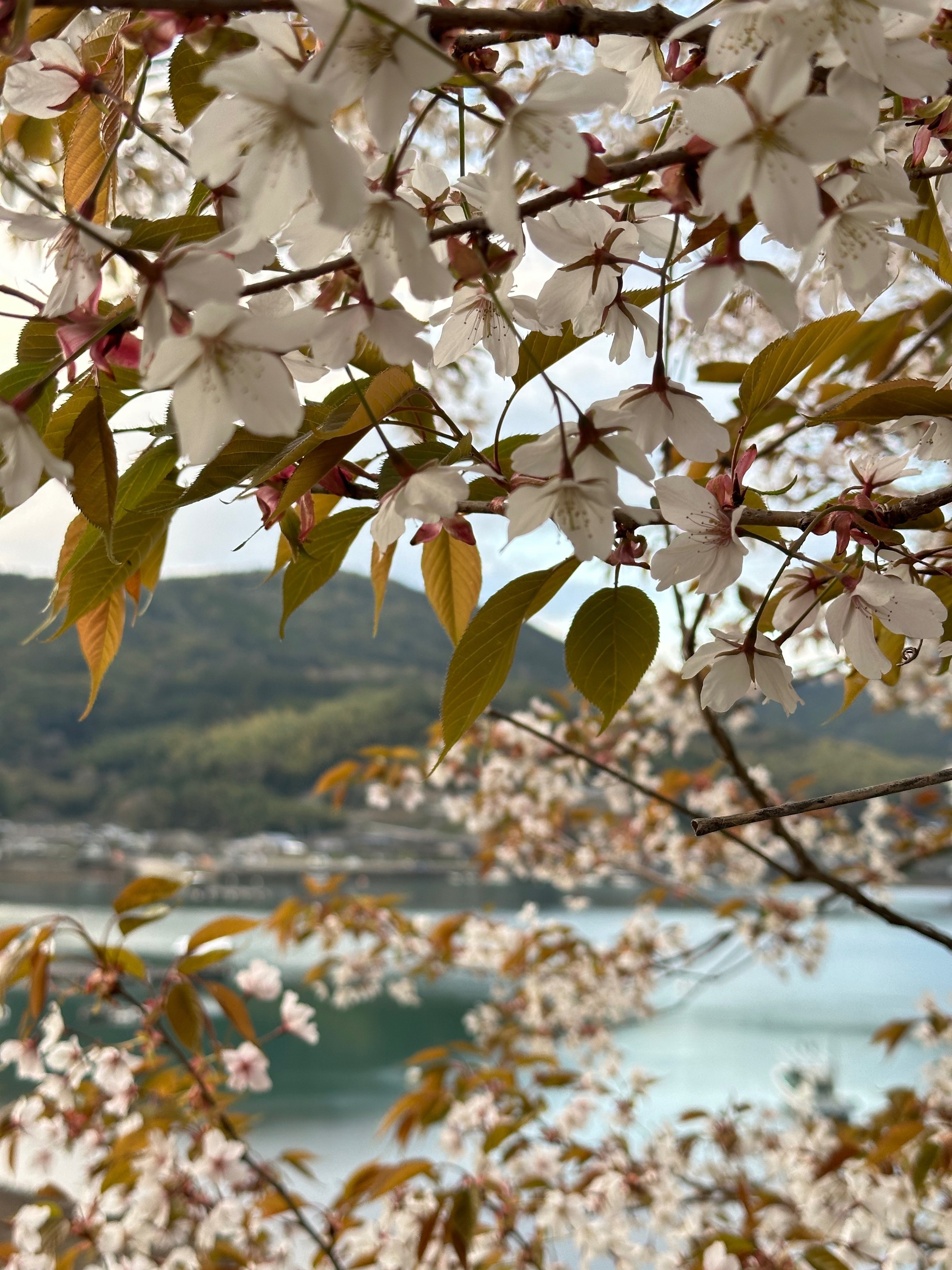 春の野山から》菜虫化蝶（むしはなちょうとなる）そして山桜満開宣言