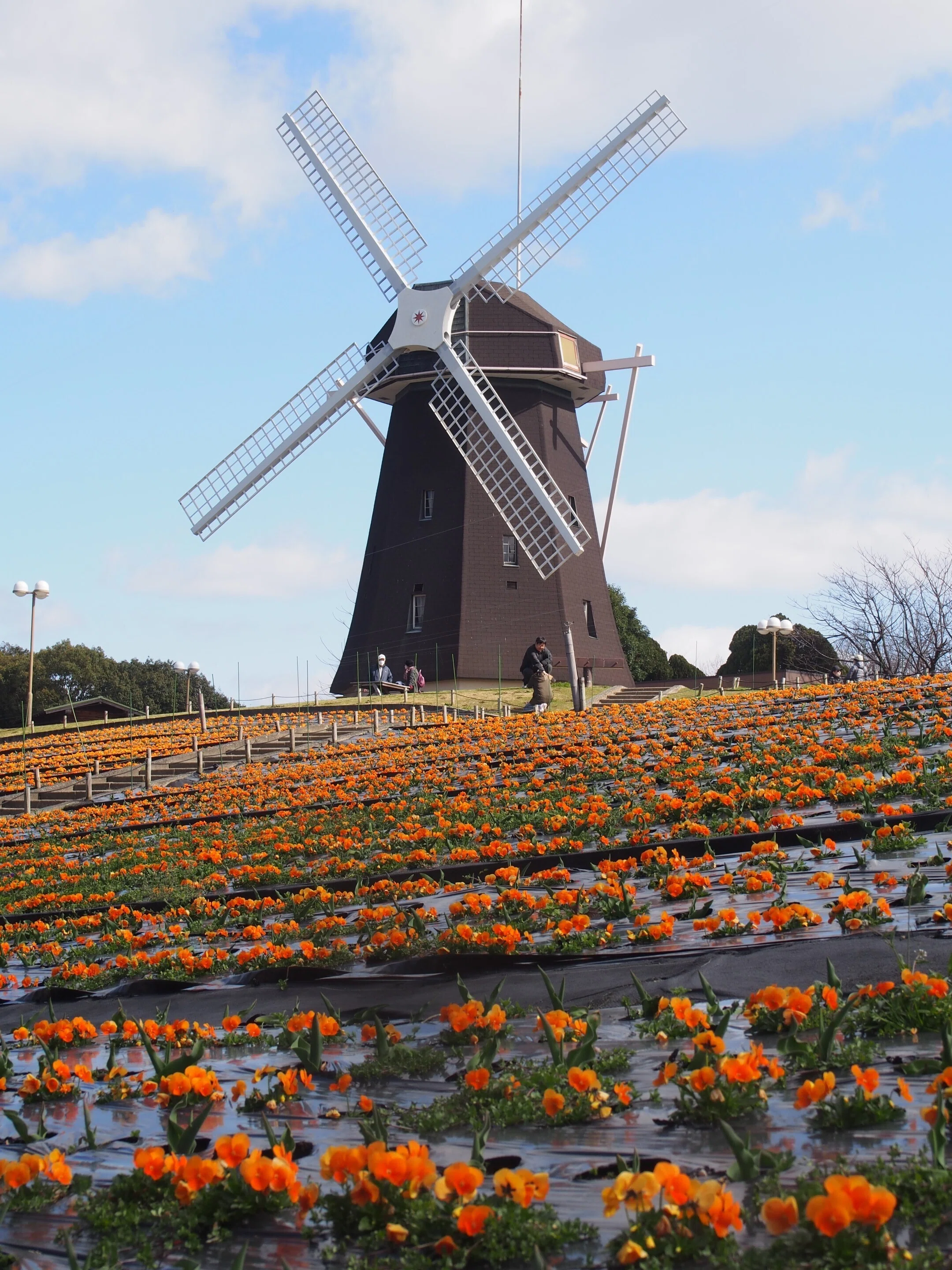 花博記念公園鶴見緑地2024年3月10日【ミモザ,早咲き桜】｜レタス