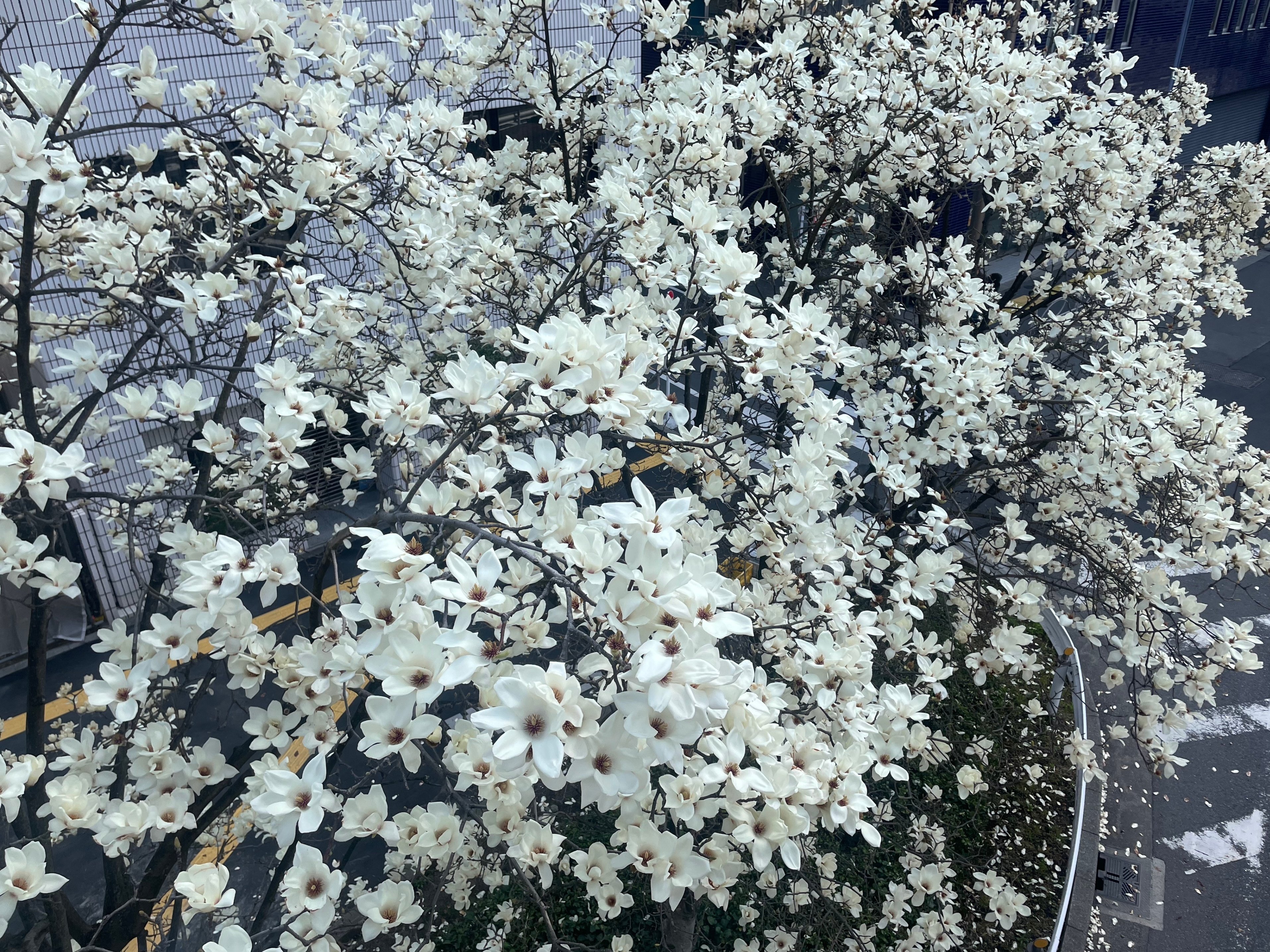 様々な手法で描かれた吉原の美人と桜……@東京国立博物館｜かわかわ