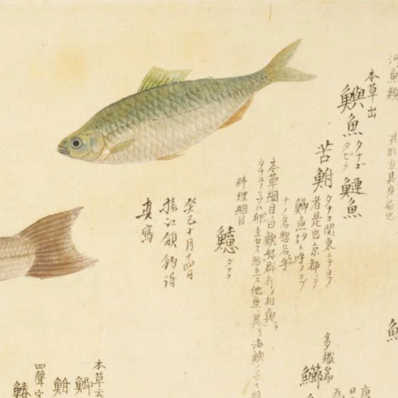 梅園魚品図正】(2) 鱮魚（たなご）／鮒（ふな）／海鱮（うみたなご