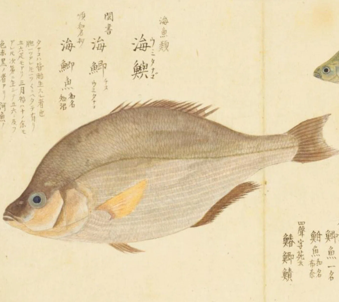 リアルな魚の油彩画タナゴ リアルな魚の油彩画タナゴ 【公式通販】