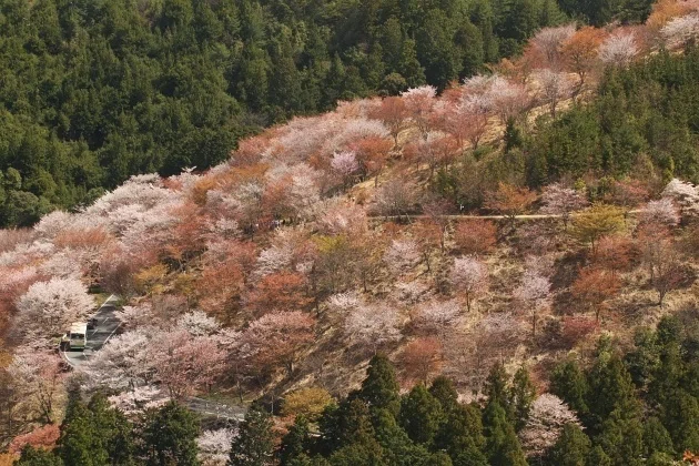 桜暦10＞吉野山の桜｜清愁