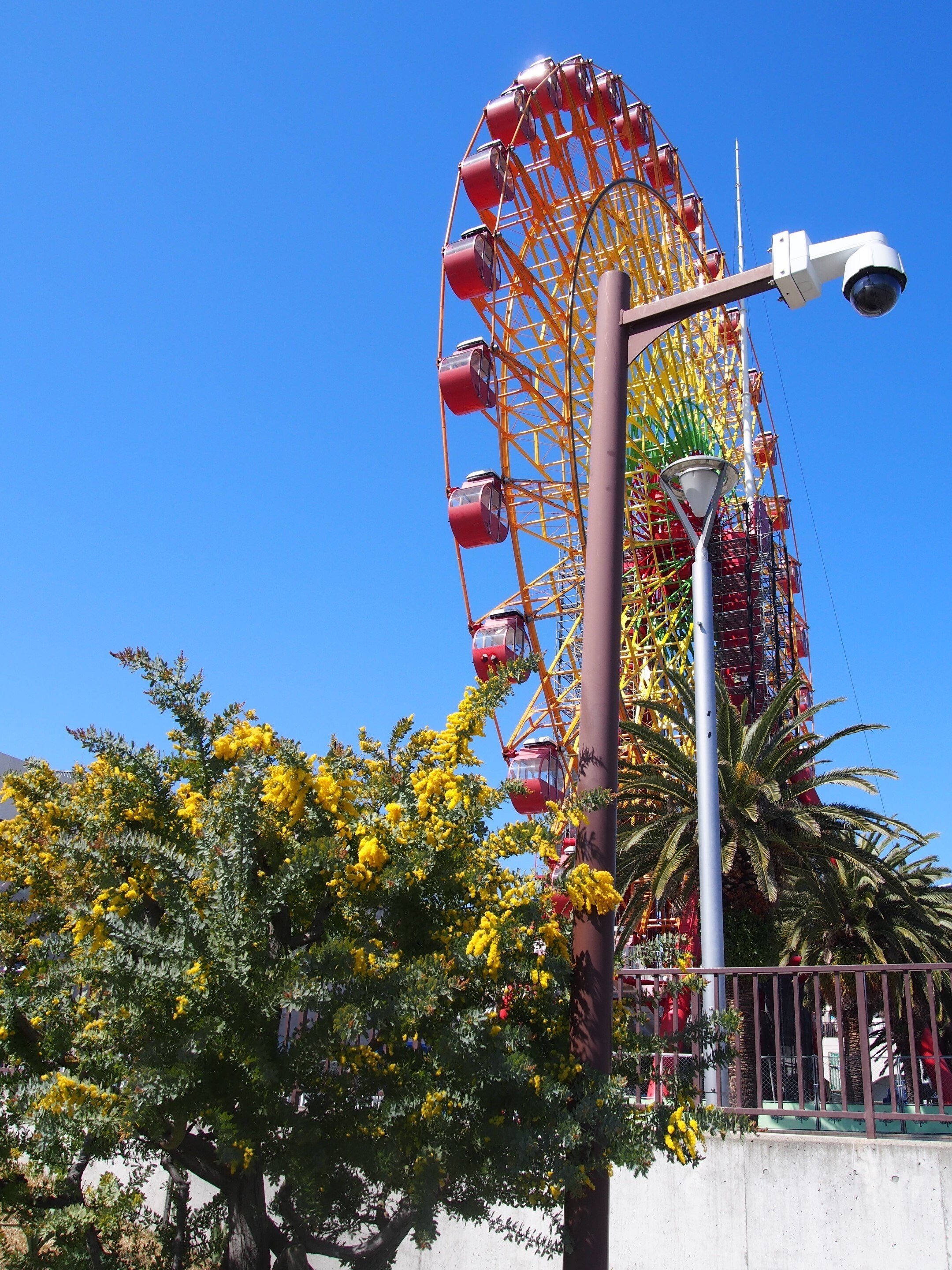 神戸ハーバーランド2024年3月11日【ミモザ】｜レタス