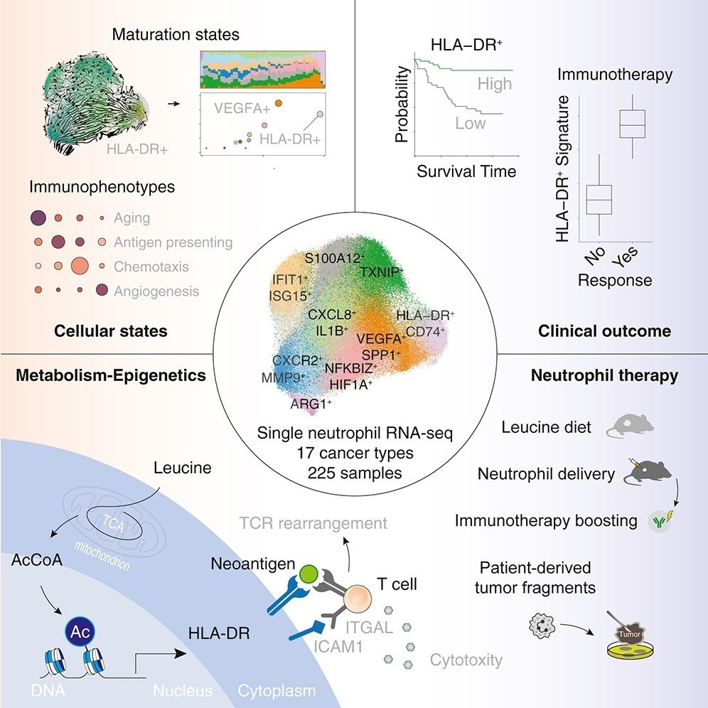 好中球プロファイリングが明らかにする抗腫瘍抗原提示能｜哉百名, image size:996x996
