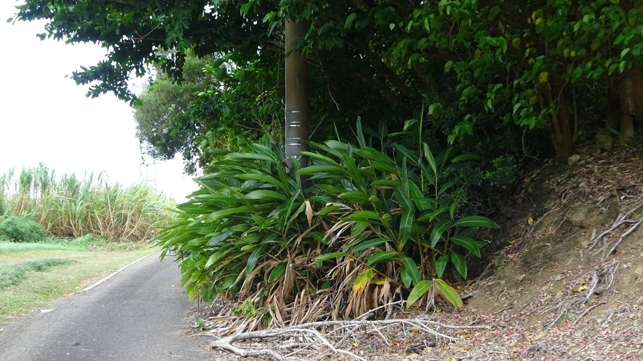 沖縄のアンツクを求めて（石垣島編）｜ichico-山奥で草を編む人