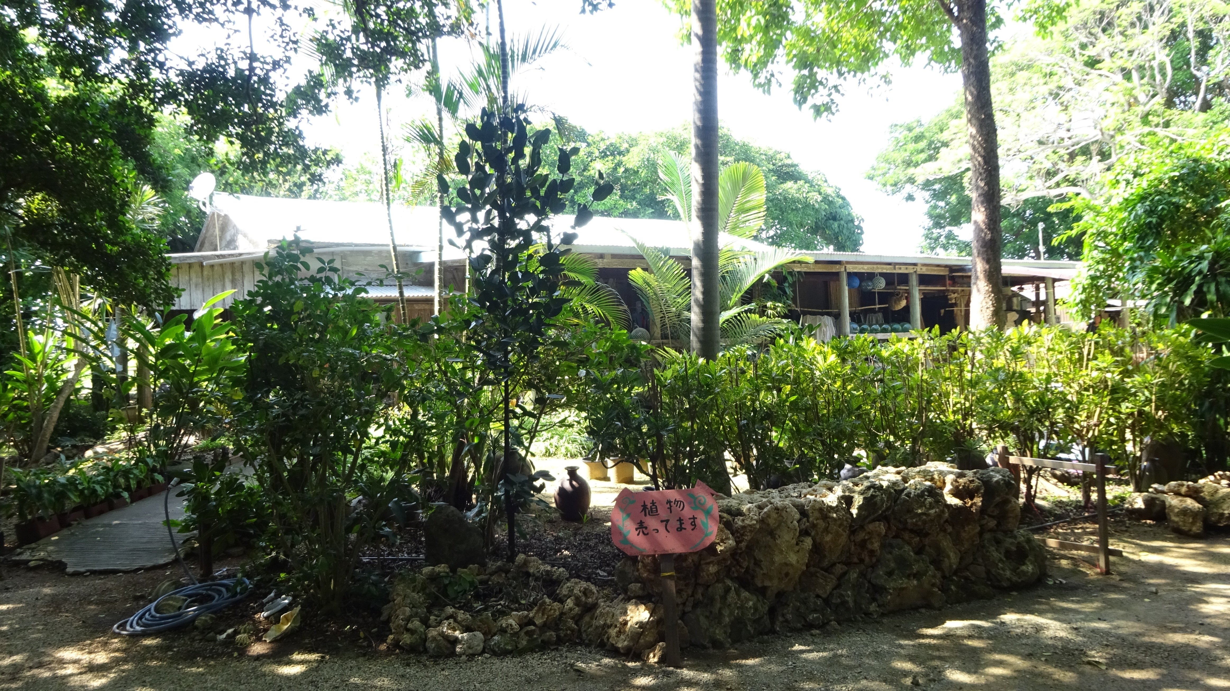 沖縄のアンツクを求めて（石垣島編）｜ichico-山奥で草を編む人