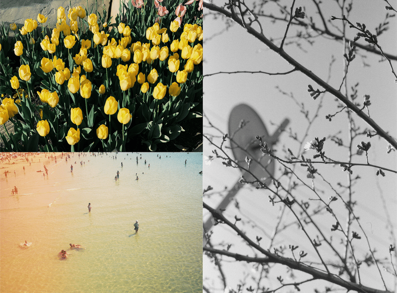 カメラ部メンバーが撮影した写真3枚。黄色が鮮やかなチューリップ、落ち着いたトーンの海水浴場、モノクロームの木々とその背後に見える空や標識。